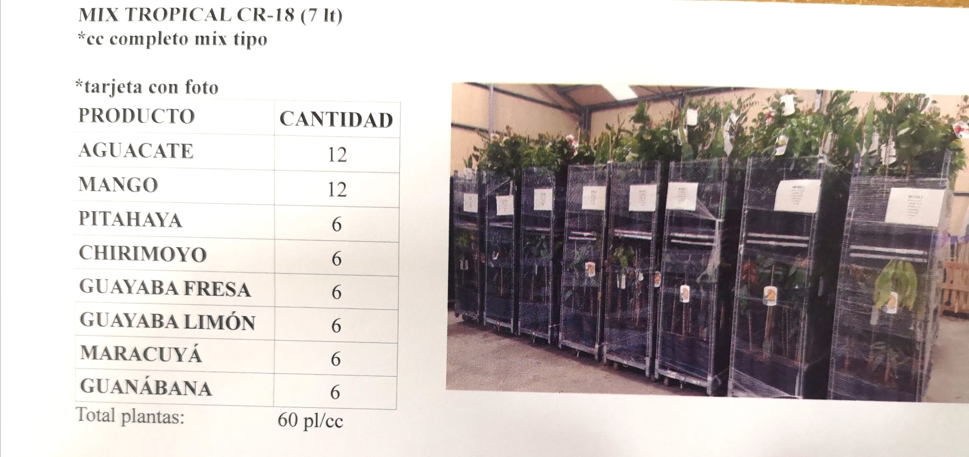 SCINDAPSUS PICTUM C 15